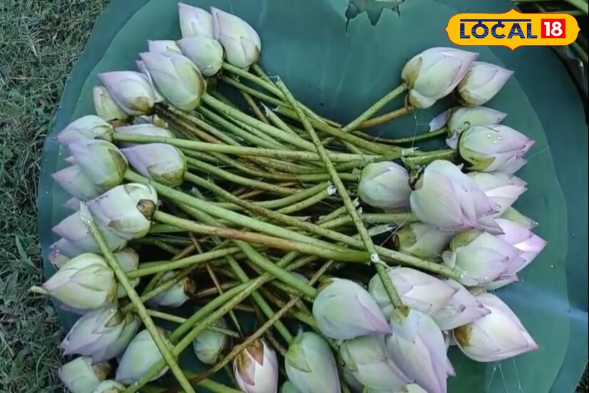 চাষিদের দাবি, পদ্ম চাষ করতে বীজ, সার, জমিতে পরিশ্রম থেকে শুরু করে প্রতিদিনের যত্ন, সব মিলিয়ে খরচ কম নয়। অথচ পাইকারি বাজারে দামের এমন পতন তাদের সামনে বড় সমস্যা তৈরি করেছে।