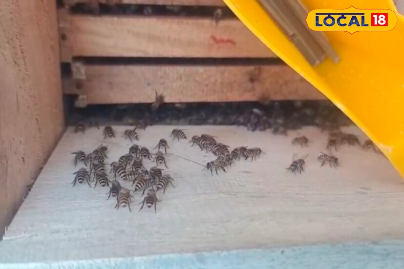 সাধারণ মধু ছাড়াও রয়্যাল জেলি বা রানি মৌ মাছিকে যে মধু খাইয়ে বড় করে শ্রমিক মৌমাছি সেই অতি মূল্যবান বস্তু যার দাম লক্ষ টাকা কেজি, কারণ অমিতাভ বচ্চনের প্রিয়। শুধু অমিতাভের নয় এই খাবার পছন্দ অন্যান্য সেলিব্রেটিদের প্রিয় এই খাঁটি এবং নানা বনজ গুণে সমৃদ্ধ রয়্যাল জেলি।