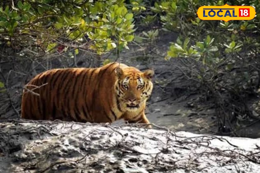 স্বামী সন্তানকে হারিয়ে দিশাহারা তাঁরা। সংসারের একমাত্র রোজগেরে সুন্দরবনের জঙ্গলে মাছ, কাঁকড়া, মধু সংগ্রহ করতে গিয়ে বাঘের পেটে গিয়েছেন। নুন আনতে পান্তা ফুরানোর অবস্থায় দিন কাটছে বর্তমানে। (তথ্য ছবি সুমন সাহা)