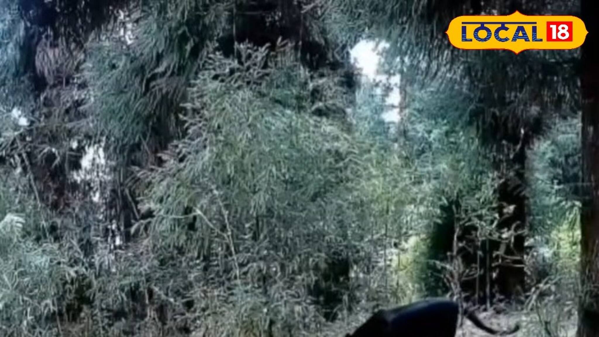 Darjeeling News: দার্জিলিংয়ে ডাওহিলের জঙ্গলে হঠাৎ রহস্যময় ছায়া, ক্যামেরায় ধরা পড়ল ভয়ঙ্কর সেই প্রাণী