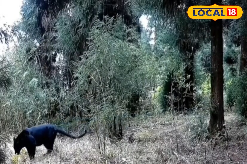 বিশেষজ্ঞরা জানাচ্ছেন, এটি আলাদা কোনও প্রাণী নয়, বরং সাধারণ লেপার্ডের মেলানিস্টিক রূপ। জেনেটিক কারণে শরীরের রঙ কালো হলেও, নির্দিষ্ট আলোয় এর শরীরে চিতাবাঘের দাগও ফুটে ওঠে। উত্তরবঙ্গের জঙ্গলে এরকম প্রাণীর দেখা মিললেও তা ভীষণ বিরল। ছবি ও তথ্য : ঋত্বিক ভট্টাচার্য