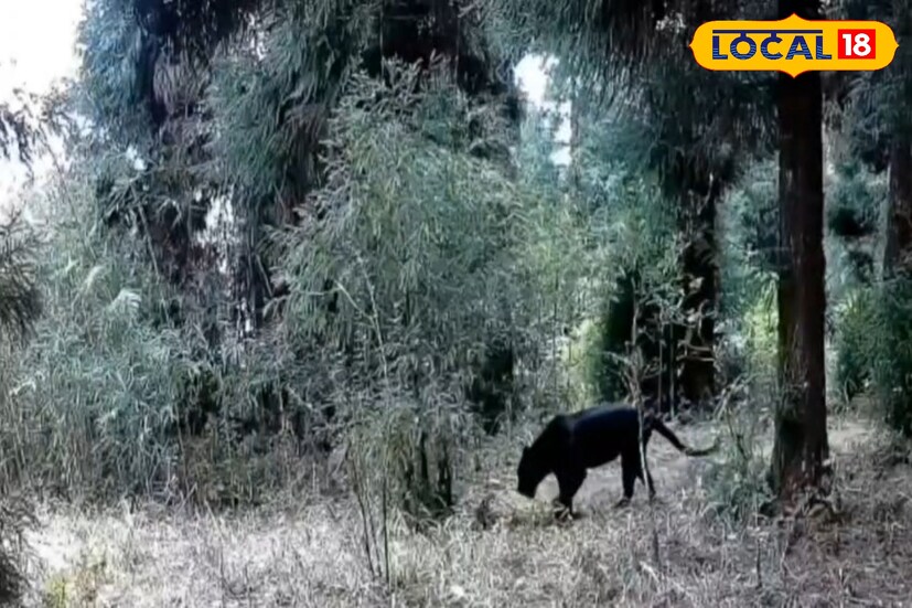 কার্শিয়াং, ঋত্বিক ভট্টাচার্য : ডাওহিলের ঘন অরণ্যে অচেনা নড়াচড়া। নিস্তব্ধ পাহাড়ি রাস্তায় গাড়ি চালাতে চালাতে হঠাৎই এক গাড়িচালকের চোখে পড়ল চকচকে কালো ছায়া। ক্যামেরায় বন্দি সেই মুহূর্তে স্পষ্ট হয়ে উঠল—এ আসলে ব্ল্যাক প্যান্থার।