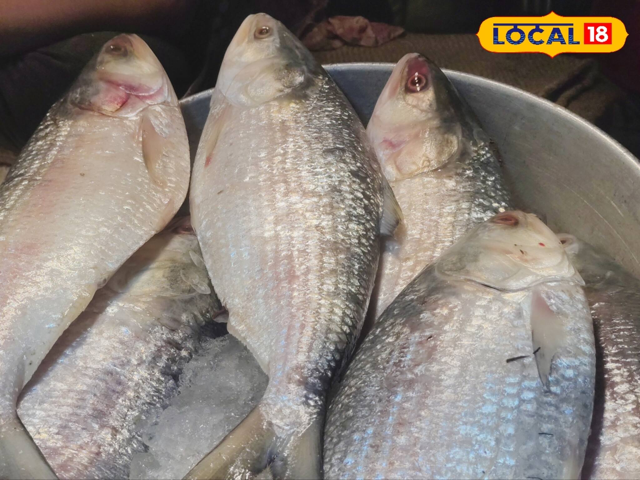 Hilsa: বাজারে বাংলাদেশের ইলিশের বন্যা, ভোজনরসিকদের মুখে হাসি! কেজি প্রতি মিলছে কত দামে? জানুন 