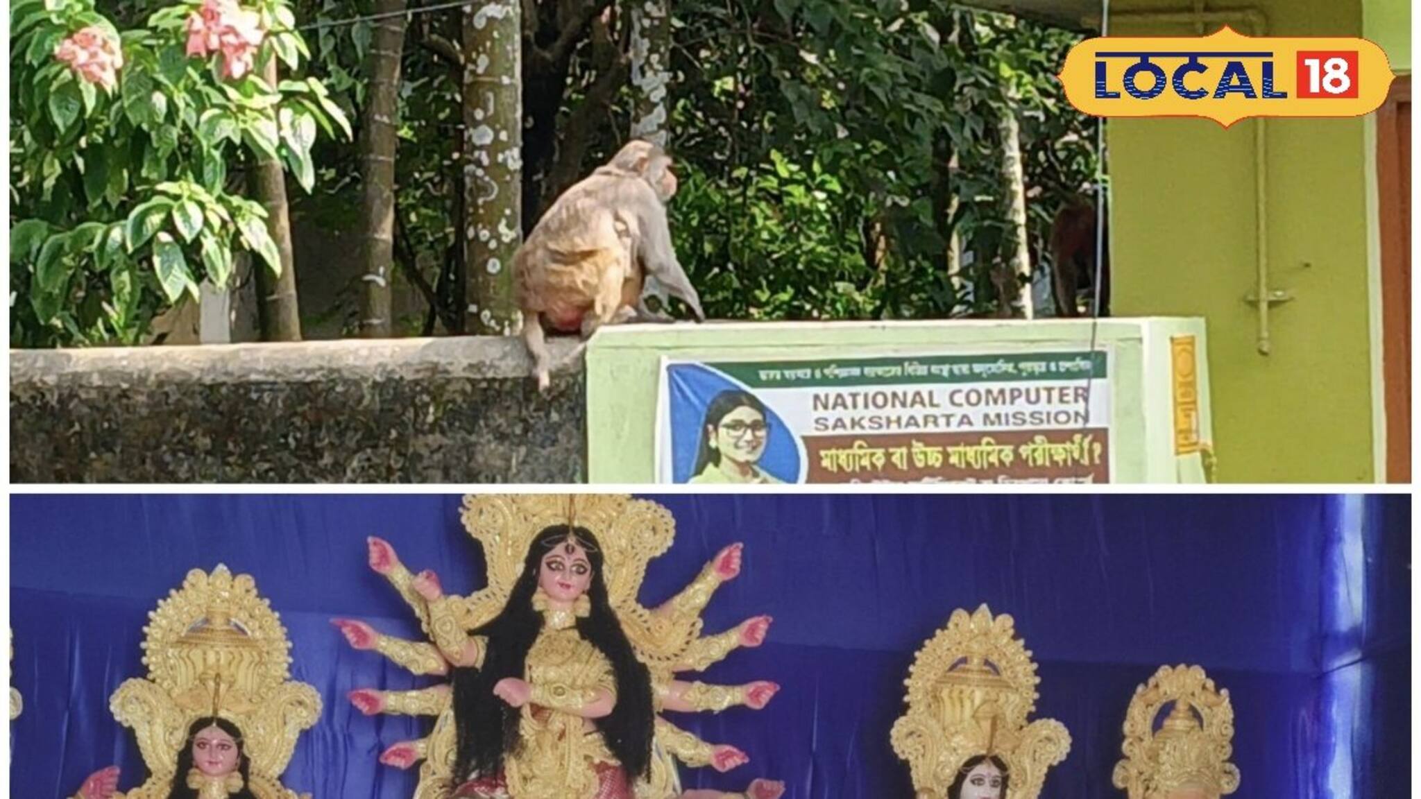 বাঁদরের তাণ্ডবে নাজেহাল পাতকাটার পুজো উদ্যোক্তারা, আতঙ্কে স্থানীয় বাসিন্দারা