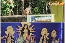 বাঁদরের তাণ্ডবে নাজেহাল পাতকাটার পুজো উদ্যোক্তারা, আতঙ্কে স্থানীয় বাসিন্দারা