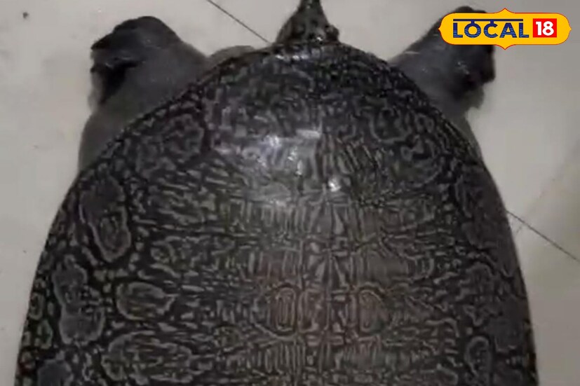 পুলিশ সূত্রে জানা গিয়েছে, এদিন দুপুরে চাষের জমি থেকে উদ্ধার হয় বিরল প্রজাতি এই কচ্ছপটি। এত বছর বয়সী কচ্ছপ এই অঞ্চলে খুবই বিরল বলে জানিয়েছে বনদফতরের কর্মকর্তারা। উদ্ধার হওয়া কচ্ছপটির ওজন প্রায় ৩ কেজি। পরবর্তীতে কচ্ছপটিকে তুলে দেওয়া হবে বনকর্মীদের হাতে। 