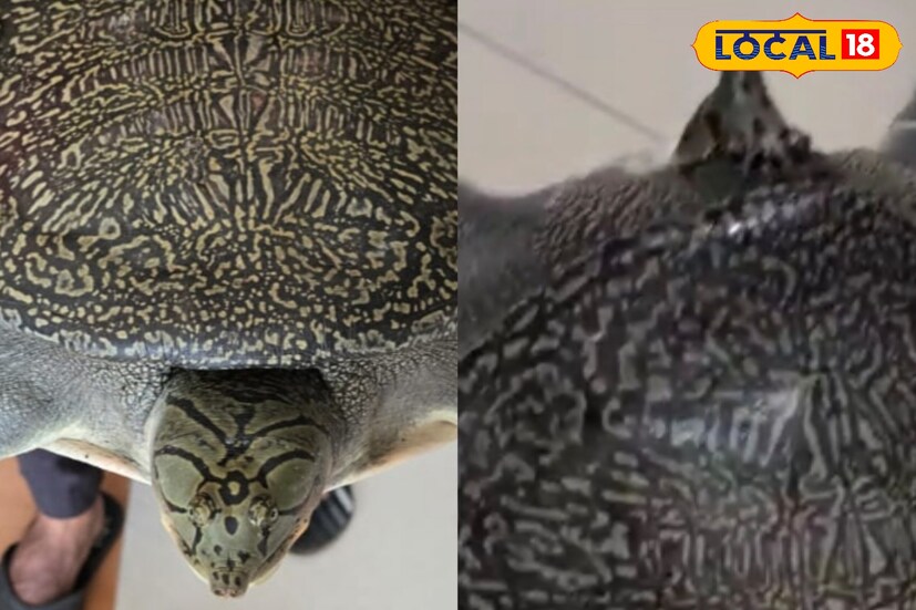 এই এলাকায় কীভাবে বিরল ও দীর্ঘ বছর বয়সি কচ্ছপটি আসল তা খতিয়ে দেখছে রানিতলা থানার পুলিশ। পুলিশ ও বনদফতর যৌথভাবে এই বিরল কচ্ছপের বিষয়ে তথ্য সংগ্রহ করছে।