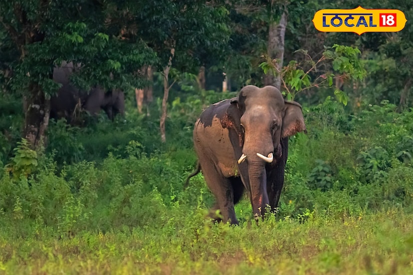 বেঙ্গল সাফারি পার্ক চালু হওয়ার পর একজোড়া হাতি আনা হয়েছিল — লক্ষী ও উর্মিলা। সাফারিতে তারা টানা কয়েক বছর পর্যটকদের মন মাতিয়েছে। কিন্তু মাস দুয়েক আগে বার্ধক্যজনিত কারণে লক্ষী মারা গেলে উর্মিলা একাকী হয়ে পড়ে, খাওয়া-দাওয়ায় অনীহা দেখাতে শুরু করে। মাহুতের কথাও শুনছিল না। দীর্ঘ ক্ষণ একই জায়গায় বসে থাকা তার স্বাভাবিক আচরণ নয়। পরিস্থিতি বিচার করে পার্ক কর্তৃপক্ষ উর্মিলাকে জলদাপাড়ায় পাঠিয়েছে। ছবি ও তথ্য : ঋত্বিক ভট্টাচার্য
