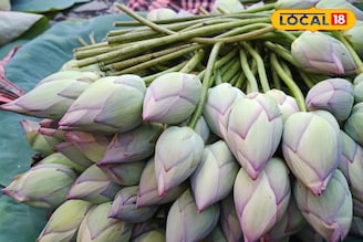 সোনায় সোহাগা! দেবীর কৃপায় 'এই' ফুলে 'টাকার বৃষ্টি' চাষিদের ঘরে! বিক্রি জানলে মাথা ঘুরবে