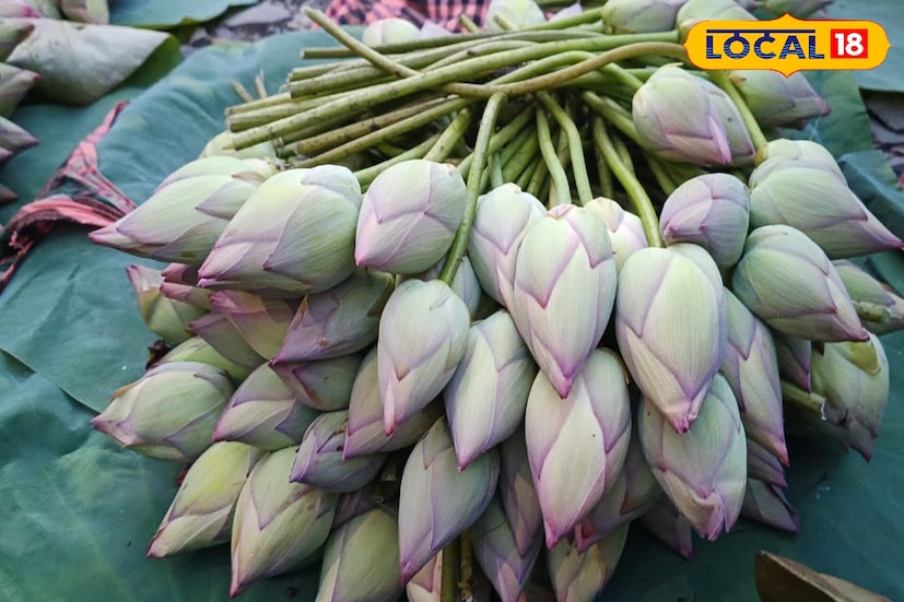 পূর্ব মেদিনীপুর জেলার কোলাঘাট ও পাঁশকুড়া ফুলের হাব। এই দু'টি জায়গায় সারা বছরই ফুল চাষ করেন ফুলচাষিরা। প্রতিবছর দুর্গাপুজোকে লক্ষ্য করে পদ্মফুল চাষ করে থাকেন এই দুই ব্লকের বহু ফুল চাষি। (ছবি ও তথ্য: সৈকত শী)