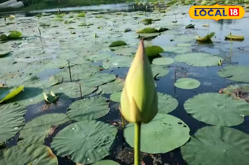 পূর্ব মেদিনীপুর জেলার কোলাঘাটের পদ্মচাষি ও পদ্ম ব্যবসায়ী মোহন মাইতি জানান, 'প্রতিদিনই বিদেশের মার্কেটে পদ্মফুল যাচ্ছে পূর্ব মেদিনীপুর থেকে। প্রতিদিনই ৪০ থেকে ৫০ পদ্মফুল বিদেশে যাচ্ছে। এর পাশাপাশি অন্ধ্রপ্রদেশ, ওড়িশা, বিহার ও উত্তরপ্রদেশ সহ বিভিন্ন রাজ্যে ১ লাখের বেশি পদ্মফুল রপ্তানি করা হচ্ছে। (ছবি ও তথ্য: সৈকত শী)
