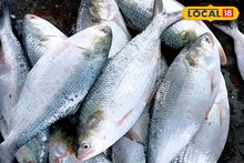 Ilish: পুজোয় ইলিশের আকাল! ভাইফোঁটায় বাজারে আসবে এত এত ইলিশ! দামেও ব্যাপক সস্তা! কত কেজির মাছের কেমন দাম?