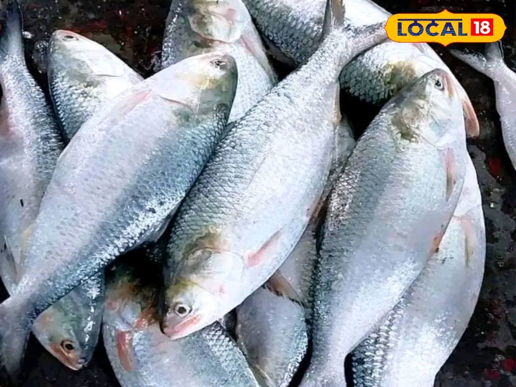 ভাইফোঁটায় বাজারে আসবে এত এত ইলিশ! দামেও ব্যাপক সস্তা! কত কেজির মাছের কেমন দাম?