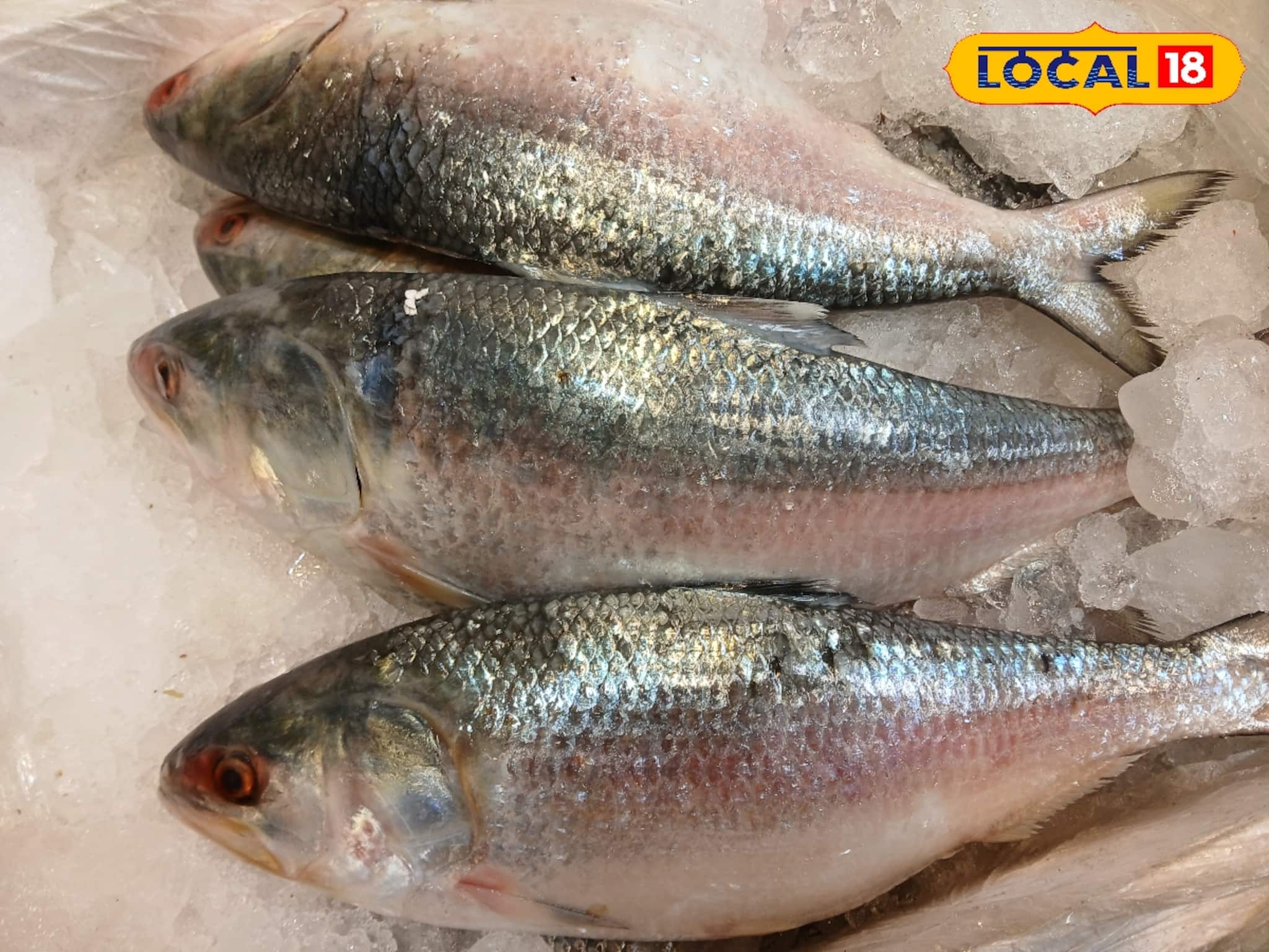 Ilish Fish: পুজোর শুরুতেই বাজার থেকে উধাও পদ্মার ইলিশ! চাহিদা, দাম দু-ই আকাশছোঁয়া...! কেন এমন অবস্থা?