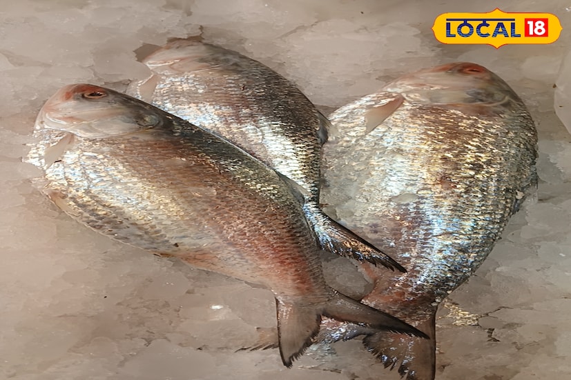 গত ১৭ ই সেপ্টেম্বর সীমানা পেরিয়ে এপার বাংলায় পদ্মার ইলিশ এসে পৌঁছয়। পরদিন ১৮ ই সেপ্টেম্বর হাওড়া'র পাইকারি মাছ বাজারে পদ্মার ইলিশ রীতিমত উৎসবের মেজাজ অনেকেই ইলিশ কিনেছেন। অন্যান্য বছর প্রথমদিনে আরো বেশি উৎসাহ থাকে ইলিশ নেবার। কিন্তু সবে সেদিন বিশ্বকর্মা পুজোর বা অরন্ধন পেরিয়ে যাওয়াই কিছুটা বাজার নরম ছিল। ব্যবসায়ীরা আশা করেছিলেন পরবর্তীতে বাংলাদেশী ইলিশের চাহিদা দারুন বৃদ্ধি পাবে। ব্যবসায়ীদের সেই আশা অসম্পূর্ণ থেকে গেল, প্রায় ১০ দিন কেটে যাবার পরেও।