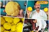 পুজো স্পেশাল! পুরুলিয়ার রঘুনাথপুরের বিশাল 'ছানা লাড্ডু' কেন বছরে একবারই তৈরি হয়?