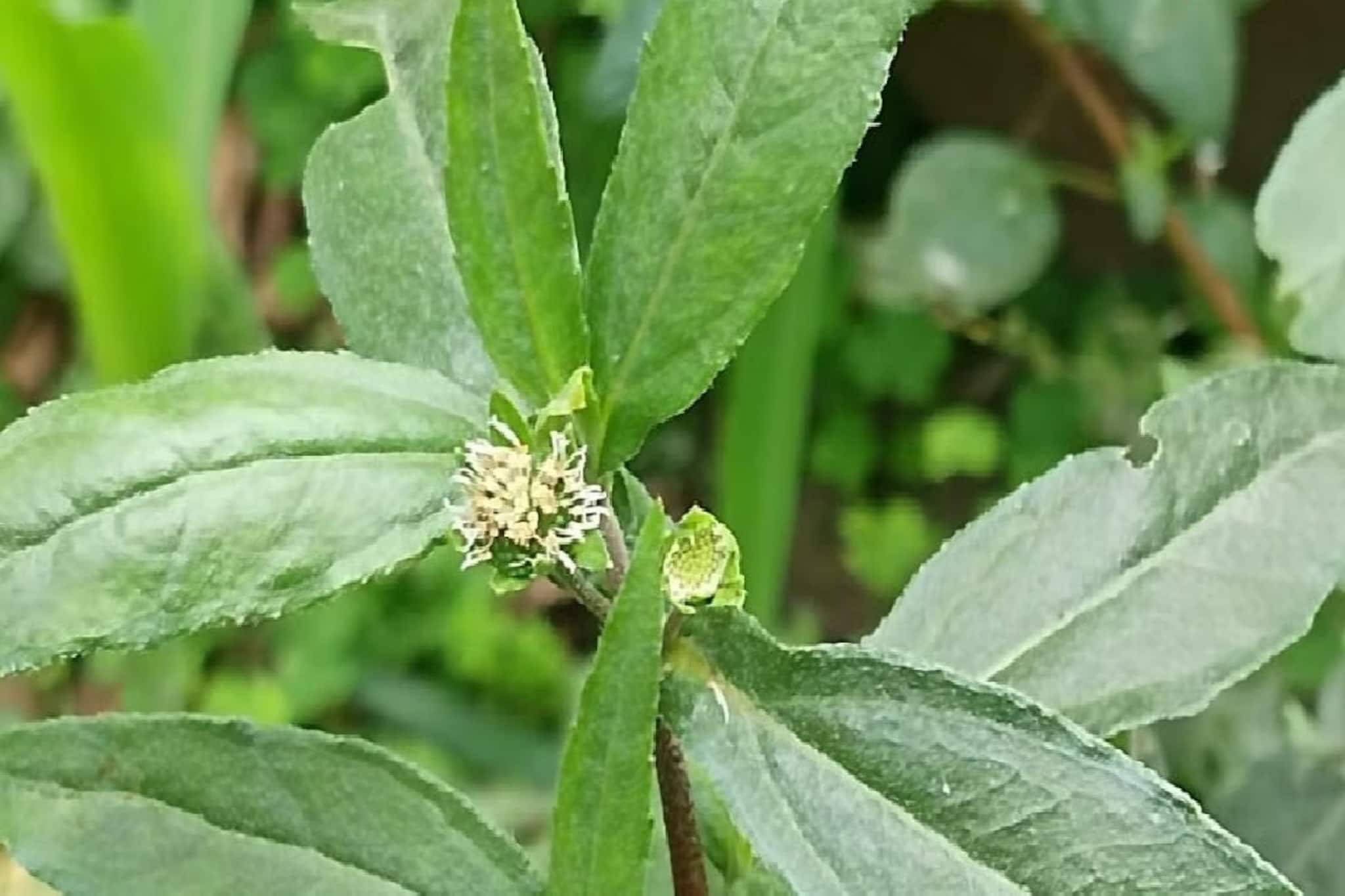 ১৫ দিনেই এক ঢাল ঘন, কালো চুল! 'এই' পাতা ব্যবহার করুন বিশেষ পদ্ধতিতে, পুজোর আগেই ম্যজিক হবে