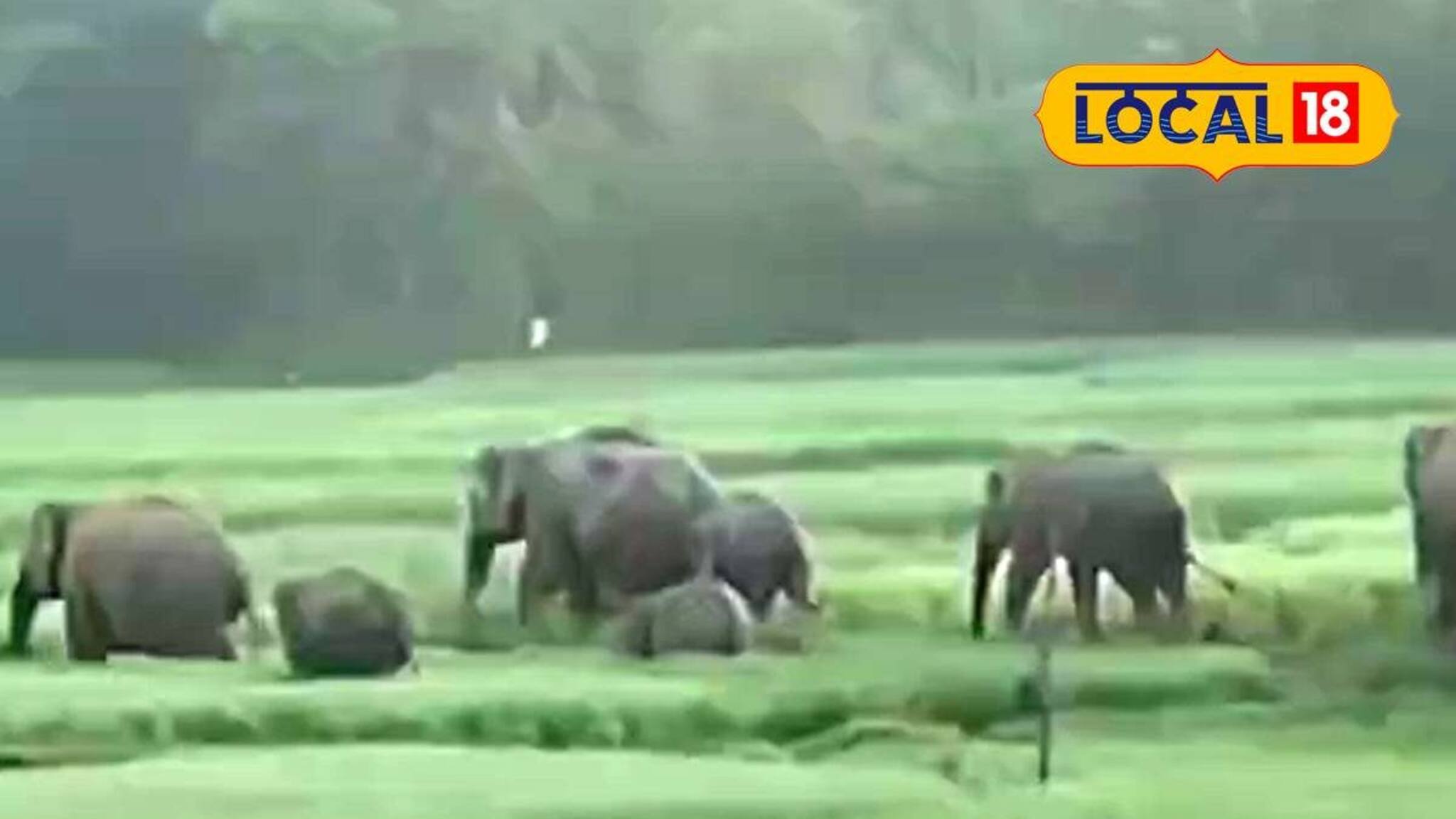 ধানের জমিতে 'ওঁদের' তাণ্ডব, সাতসকালেই মারাত্মক দৃশ্য! মাথায় হাত গ্রামবাসীর