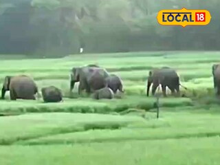 ধানের জমিতে হাতির দল