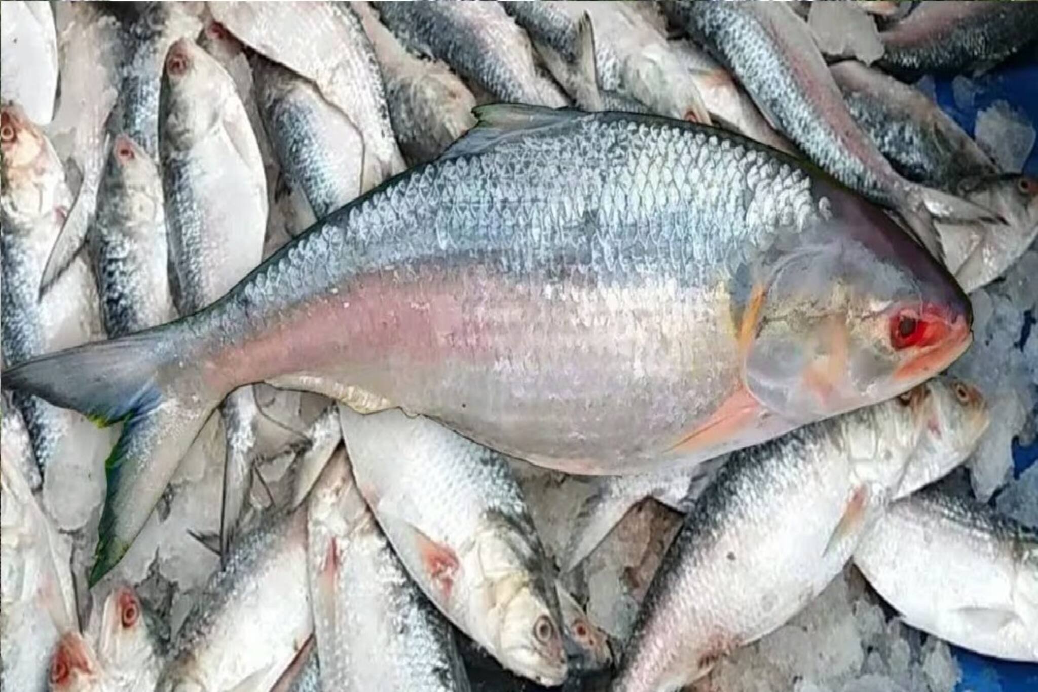 রান্নাপুজোয় মহার্ঘ ইলিশ, ৪০ শতাংশ পর্যন্ত বাড়ল দাম, আজ কেজিতে কত দরে বিক্রি হল? জানুন