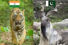 ভারতের জাতীয় পশু বাঘ আর পাকিস্তানের কী? নামটা জানলেই অনেকে হেসে ফেলবেন...
