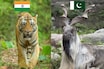 ভারতের জাতীয় পশু বাঘ আর পাকিস্তানের কী? নামটা জানলেই অনেকে হেসে ফেলবেন...