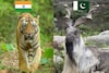 ভারতের জাতীয় পশু বাঘ আর পাকিস্তানের কী? নামটা জানলেই অনেকে হেসে ফেলবেন...