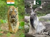 ভারতের জাতীয় পশু বাঘ আর পাকিস্তানের কী? নামটা জানলেই অনেকে হেসে ফেলবেন...
