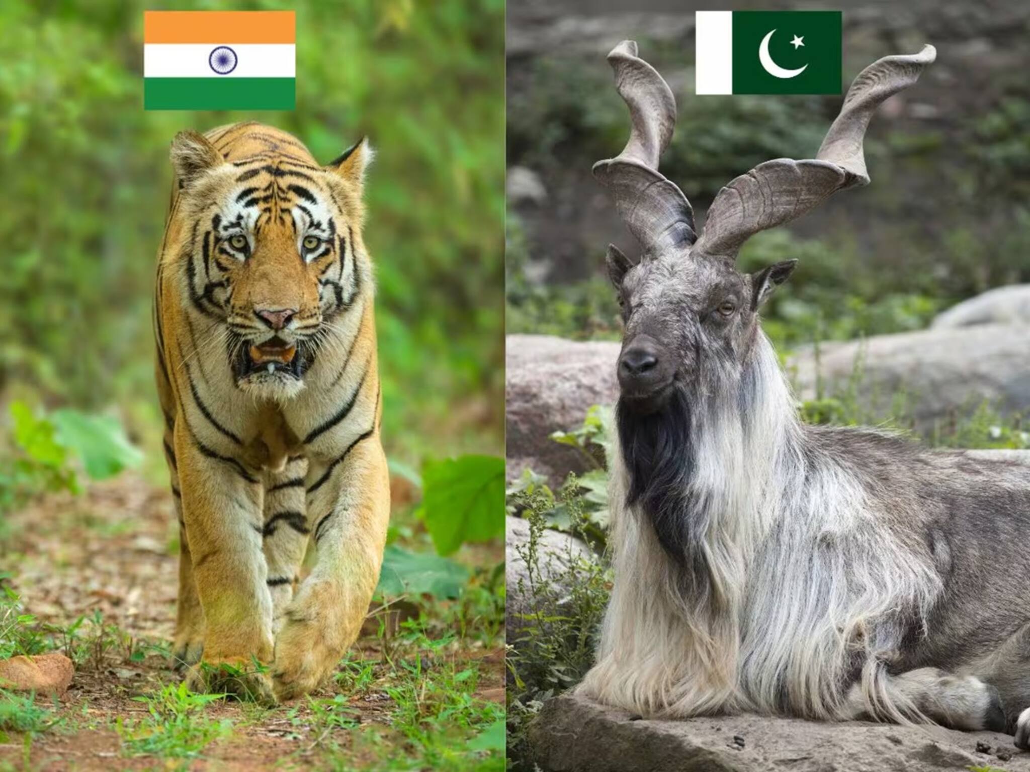 ভারতের জাতীয় পশু বাঘ আর পাকিস্তানের কী? নামটা আগে শুনেছেন কী না দেখে নিন