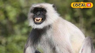 হনুমান। ফাইল ছবি হনুমান। ফাইল ছবি