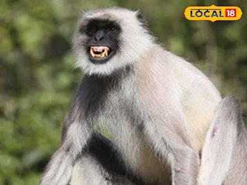 হনুমান। ফাইল ছবি 