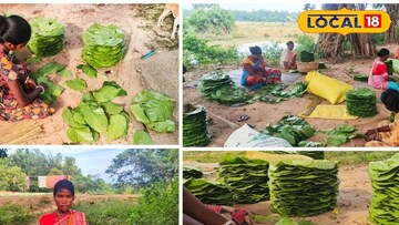 শালপাতার