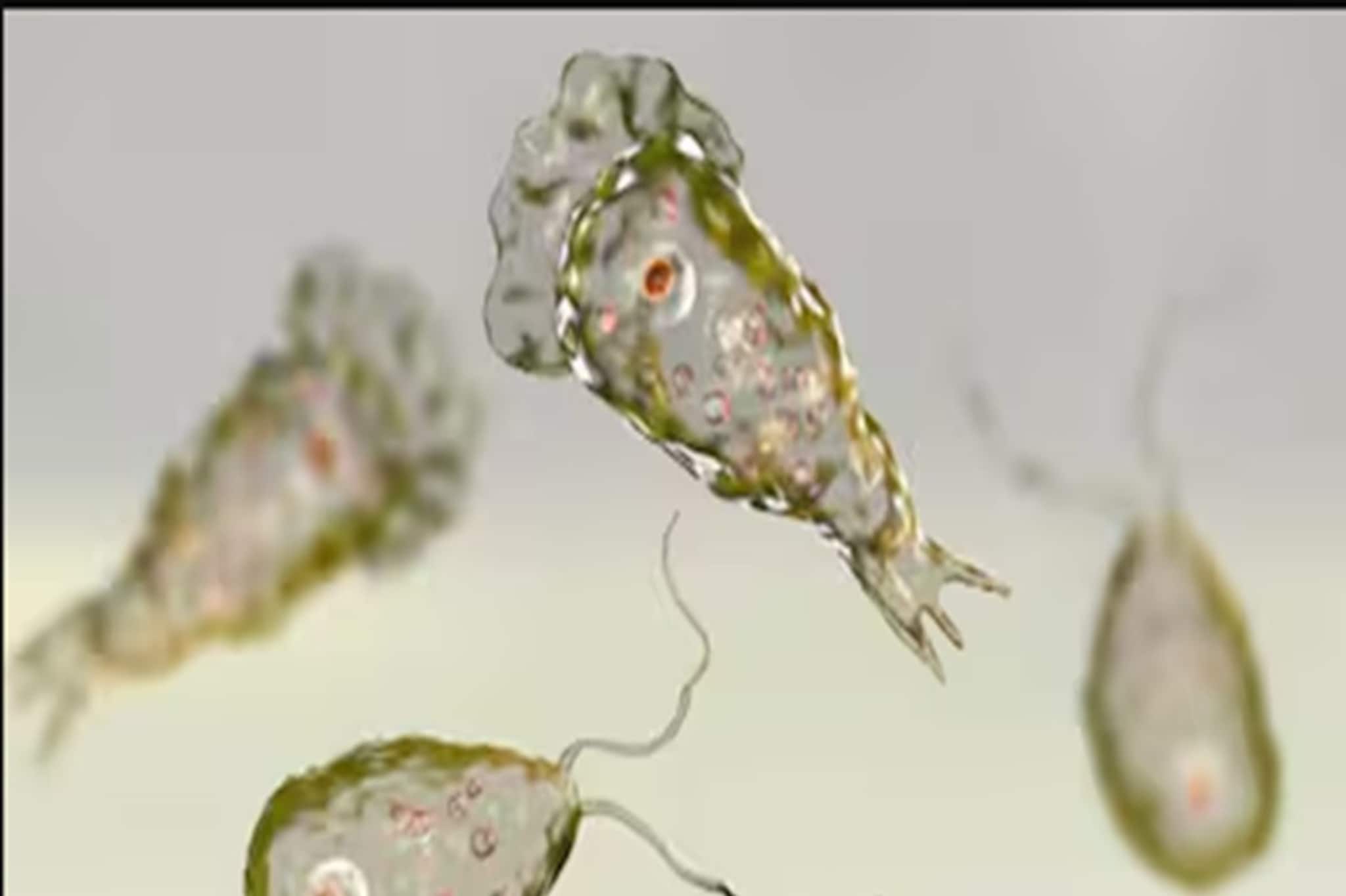 নাক দিয়ে শরীরে ঢোকে, কুড়ে কুড়ে খায় ব্রেন! কেরলে মারণ জীবাণুর বলি ১৮, উপসর্গ কী কী?