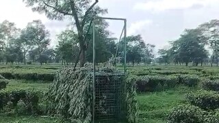 খাঁচা বসাল বন দফতর খাঁচা বসাল বন দফতর