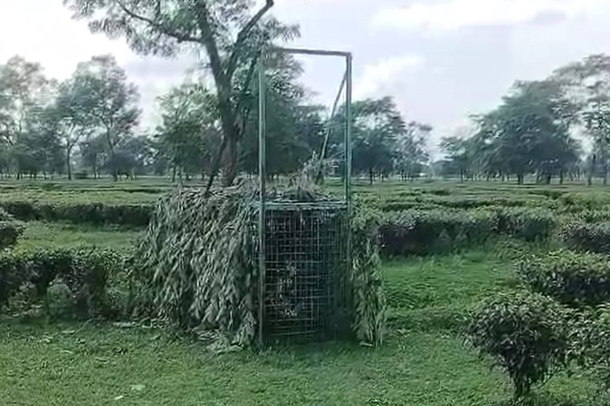 কোহিনুরে চিতাবাঘের আতঙ্ক! জব্দ করতে দেওয়া হল ছাগলের টোপ