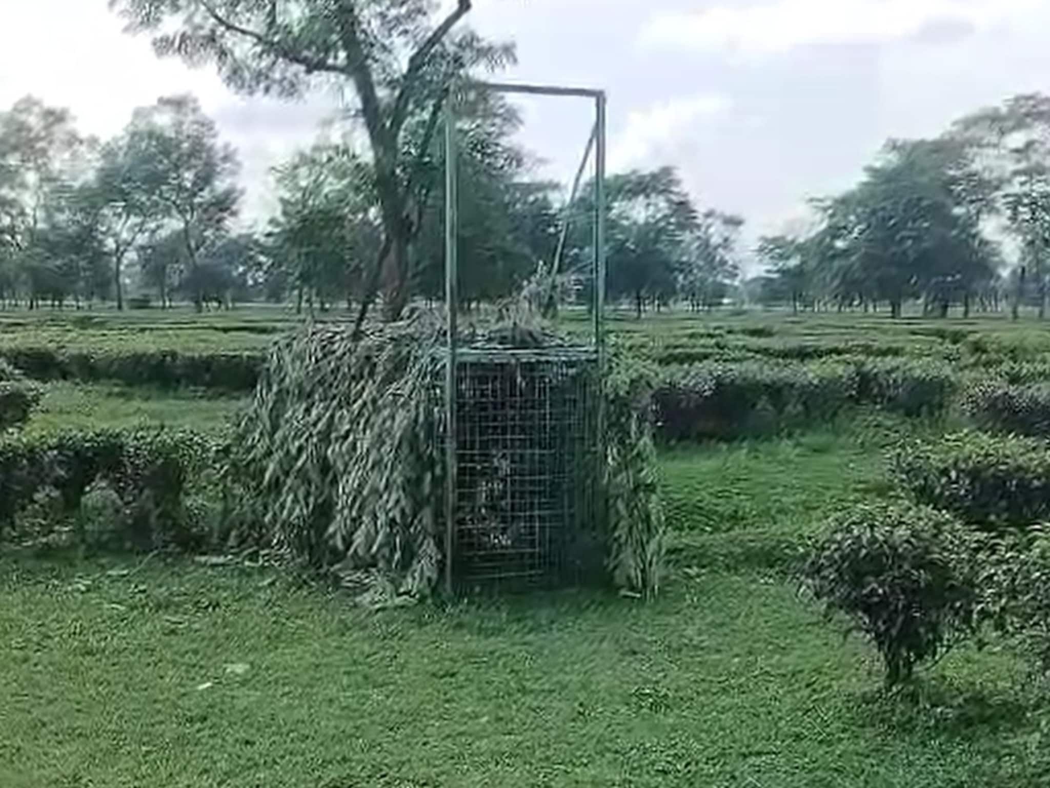 কোহিনুরে চিতাবাঘের আতঙ্ক! জব্দ করতে দেওয়া হল ছাগলের টোপ