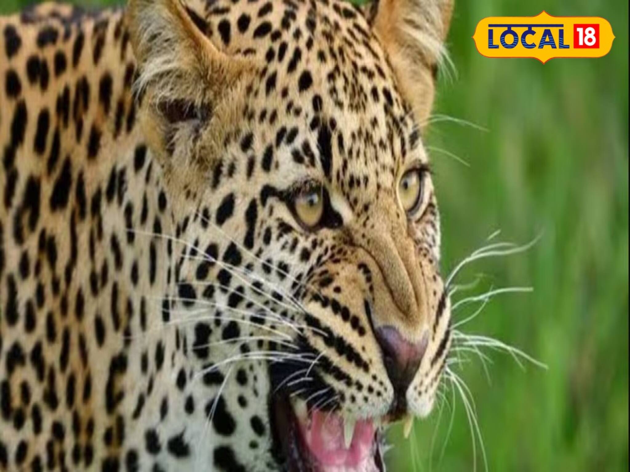 আচমকা ঘাড়ের উপির ঝাঁপিয়ে পড়ল... ক্ষতবিক্ষত শরীর! আতঙ্কে কাঁটা চা বাগান এলাকা