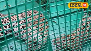 আলিপুরদুয়ারের বীরপাড়ার গেরগান্ডা চা বাগানে খাঁচাবন্দি চিতাবাঘ