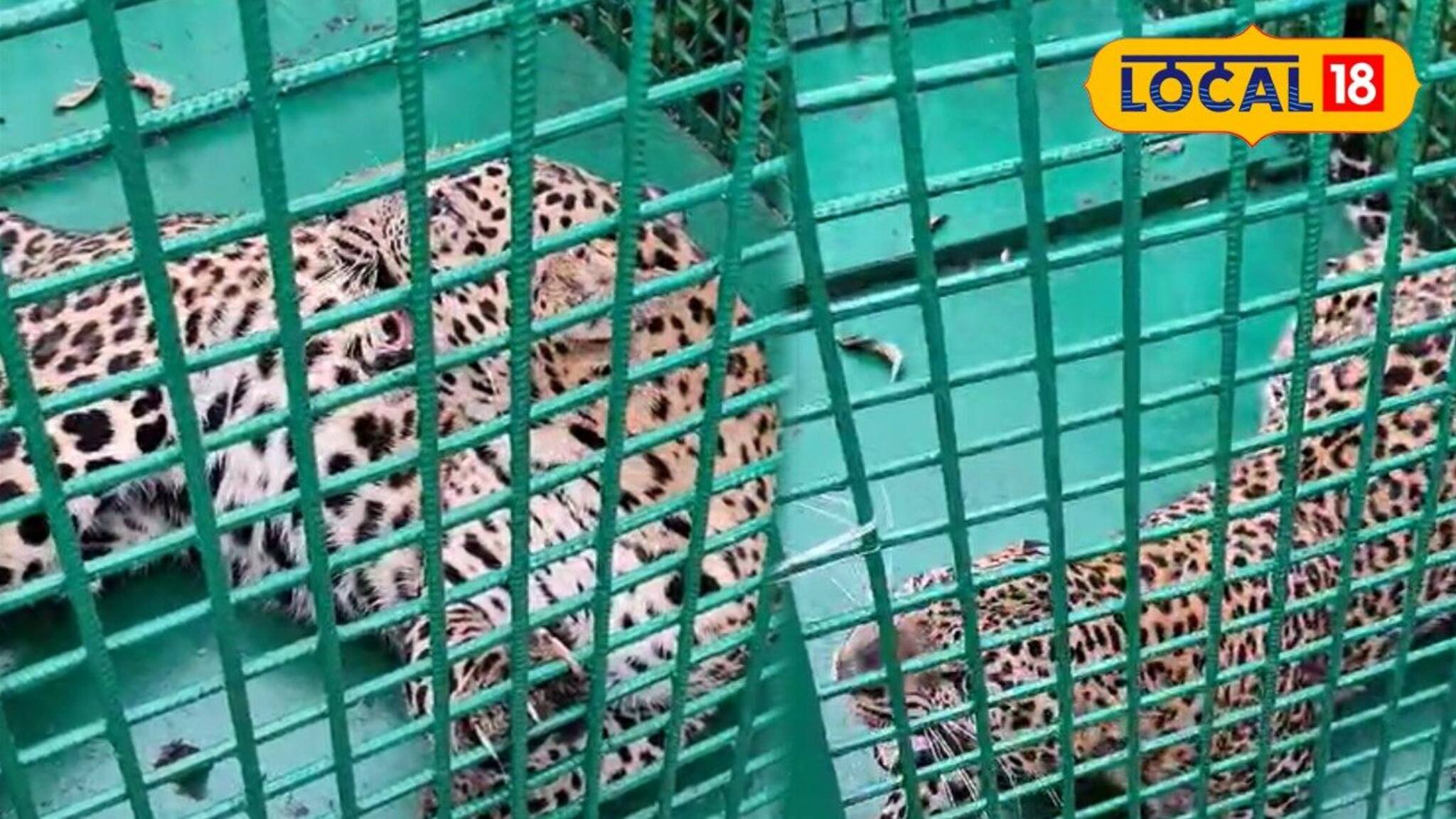 ডুয়ার্সের চা বাগানে হিংস্র চিতার দাপট! খাঁচা পাততেই... গায়ে কাঁটা দেওয়া দৃশ্য