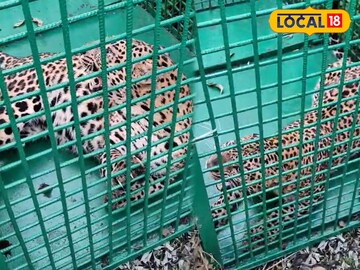 আলিপুরদুয়ারের বীরপাড়ার গেরগান্ডা চা বাগানে খাঁচাবন্দি চিতাবাঘ