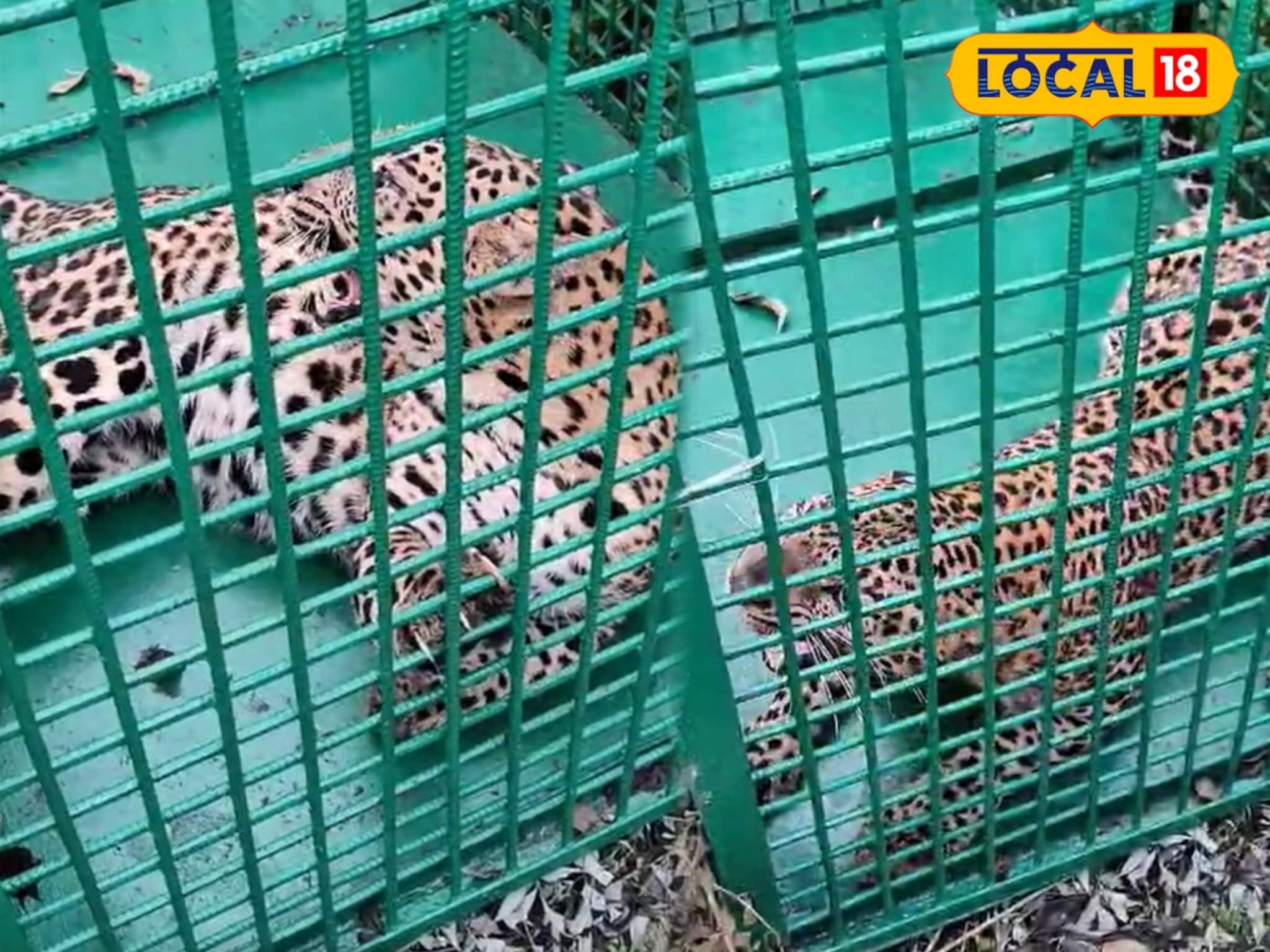 ডুয়ার্সের চা বাগানে হিংস্র চিতার দাপট! খাঁচা পাততেই... গায়ে কাঁটা দেওয়া দৃশ্য