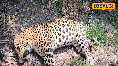 ফের লেপার্ডের মৃতদেহ উদ্ধার বক্সার জঙ্গলে ফের লেপার্ডের মৃতদেহ উদ্ধার বক্সার জঙ্গলে