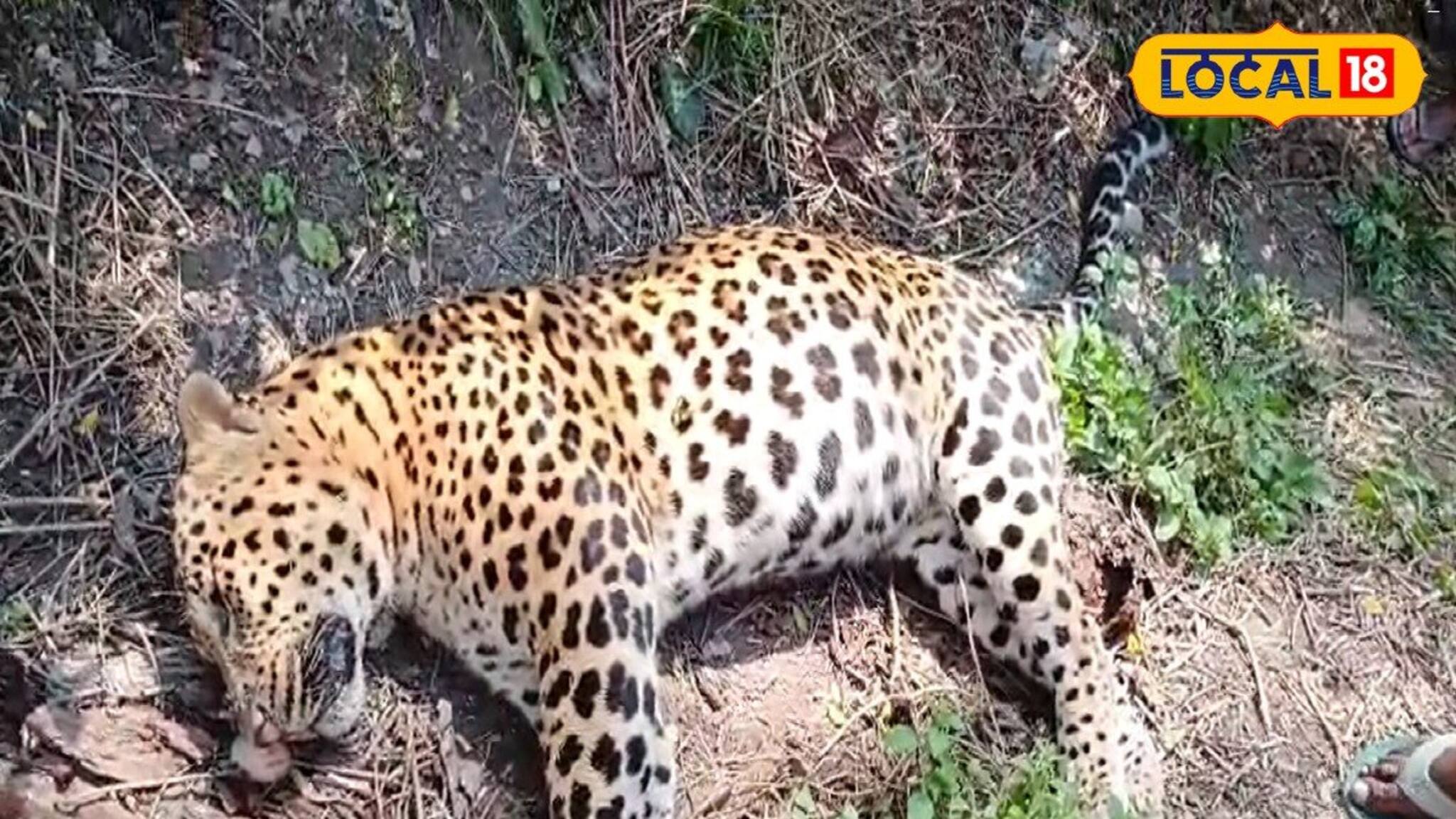 চা বাগান থেকে ফের লেপার্ডের দেহ উদ্ধার! চাঞ্চল্য বক্সায়