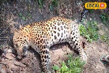 চা বাগান থেকে ফের লেপার্ডের দেহ উদ্ধার! ১৫ দিনে ৩ বুনোর মৃত্যু! চাঞ্চল্য বক্সায়