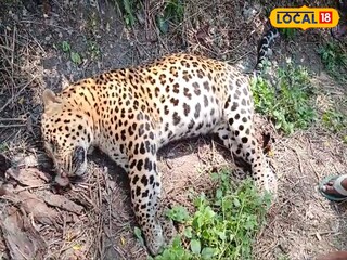 ফের লেপার্ডের মৃতদেহ উদ্ধার বক্সার জঙ্গলে