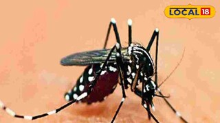 মশাবাহিত রোগ। প্রতীকী ছবি 