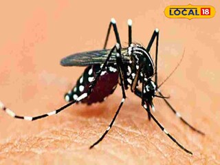 মশাবাহিত রোগ। প্রতীকী ছবি 