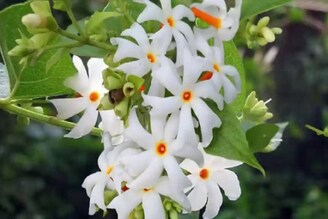 সর্দিকাশির চিহ্ন থাকবে না! বাতের ব্যথার মোক্ষম দাওয়াই! শুধু এভাবে খান শিউলি ফুলপাতার রস