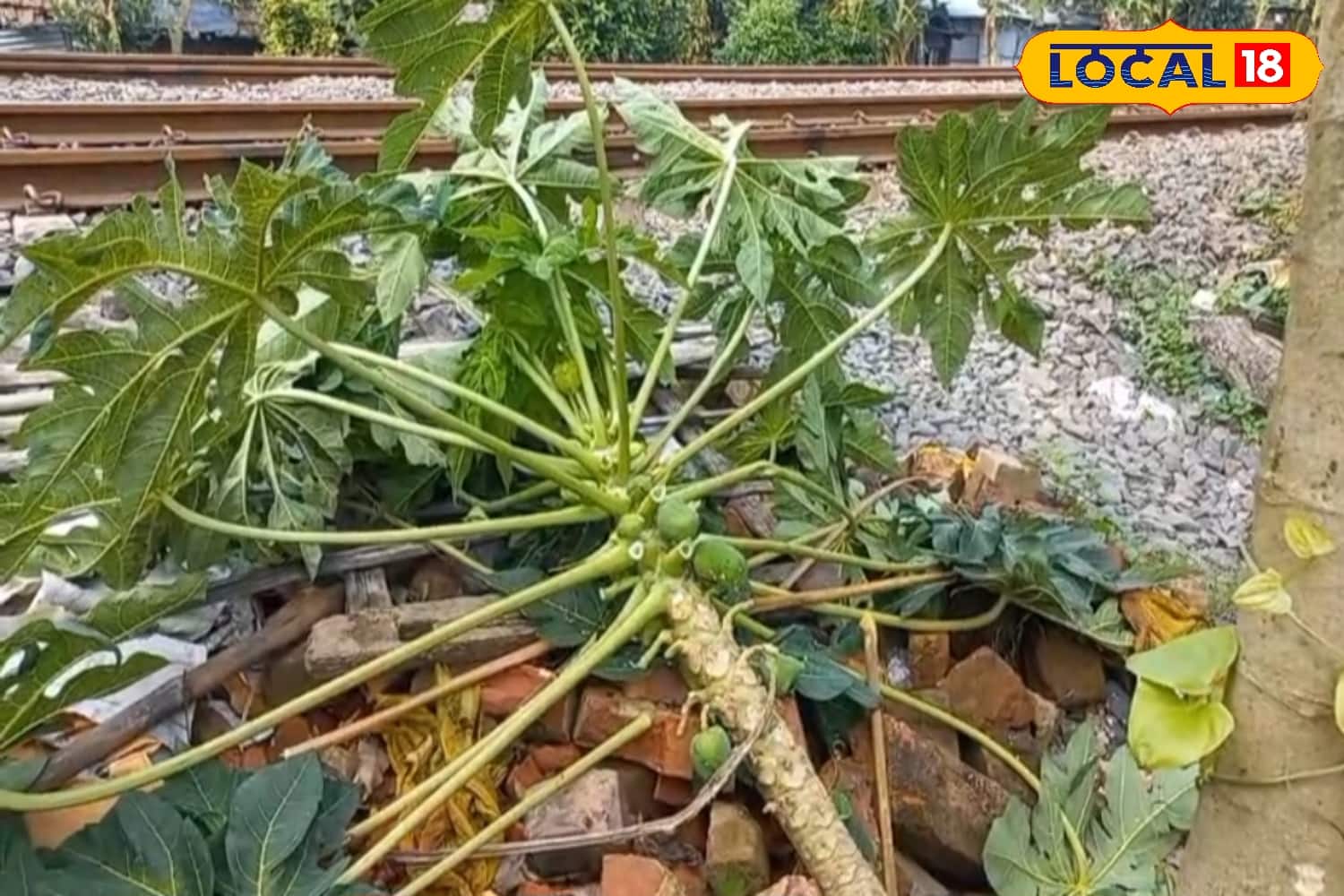 কদম্বগাছিতে মহালয়ার দিন পালিত হল নষ্ট চন্দন উৎসব
