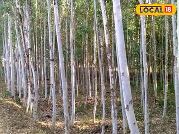 শাল-সেগুন ভুলে যান, খেতের ধার ঘেঁষে লাগালেও হবেন কোটিপতি ! দেখে নিন কী করতে হবে